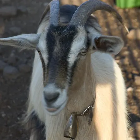 Farm stay Codula Fuili