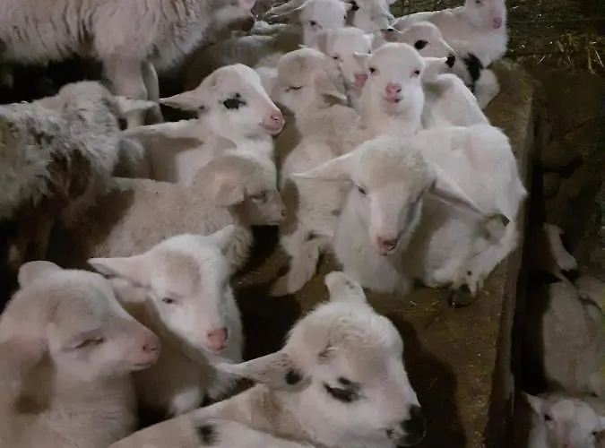 Codula Fuili Vakantieboerderij *