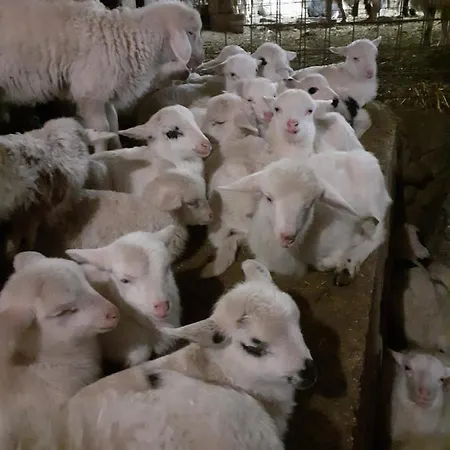 Codula Fuili Farmház *